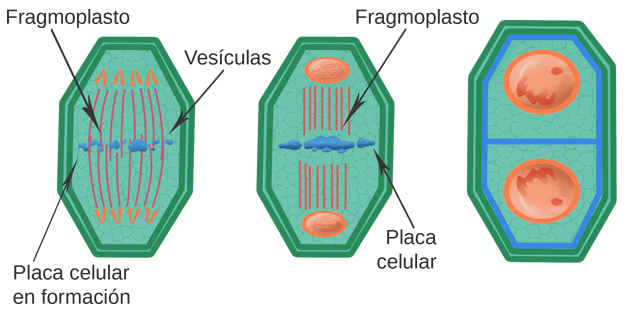 citocinesis vegetal