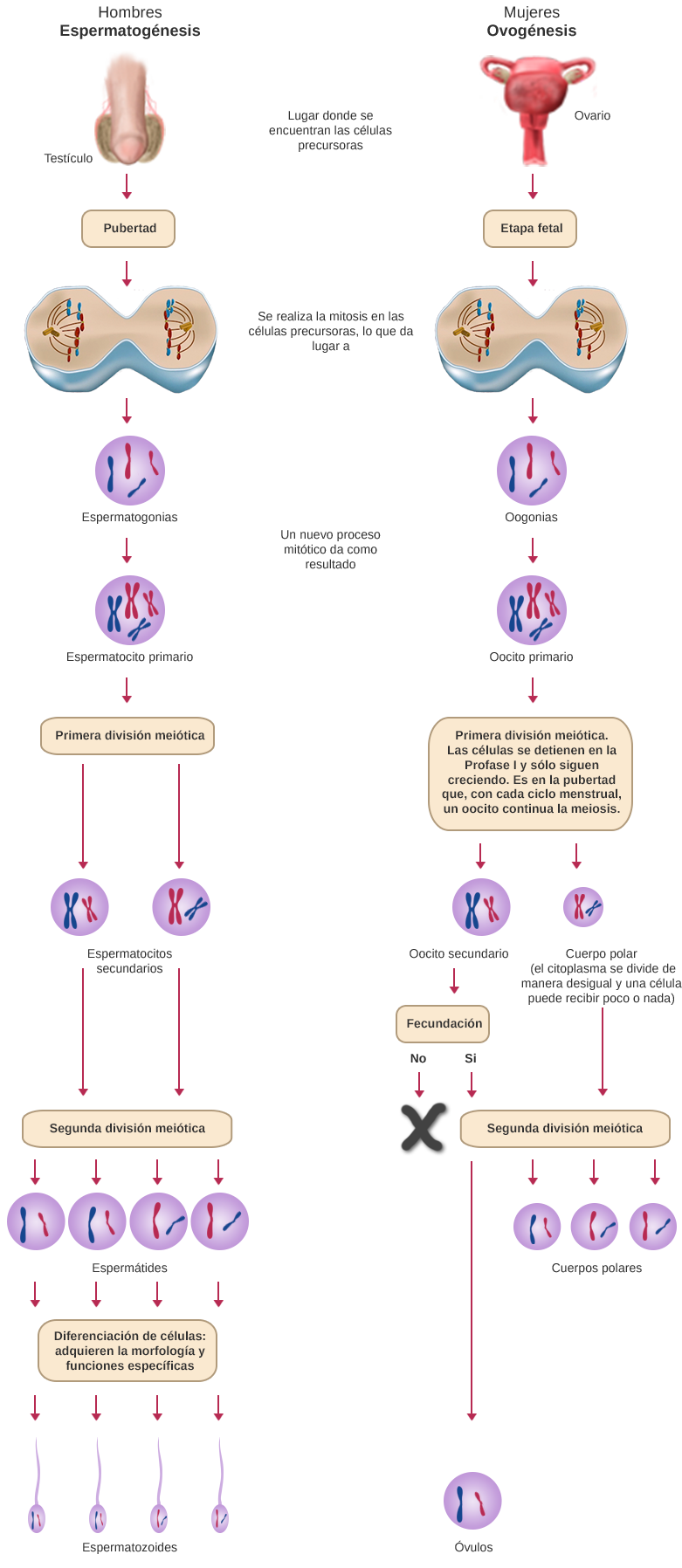 diagrama gametogenesis