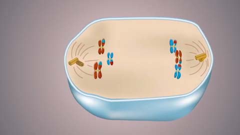 Profase 1