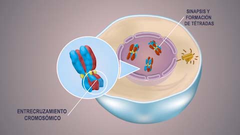 Profase 1