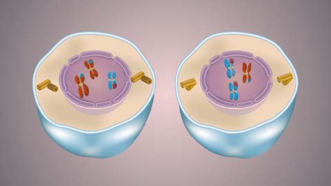 Profase 1