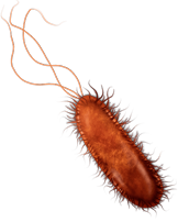 escherichia-coli