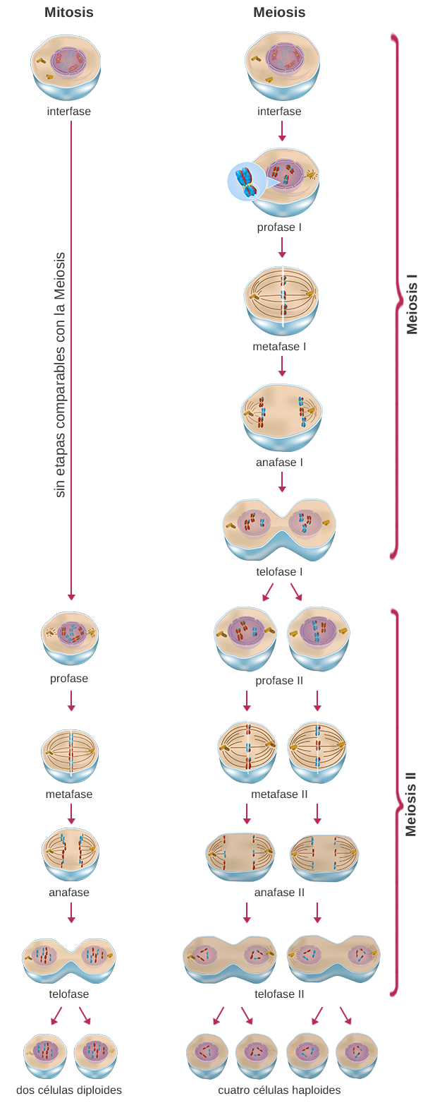 esquema comparativo