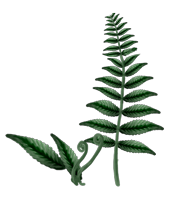 polypodium-vulgare