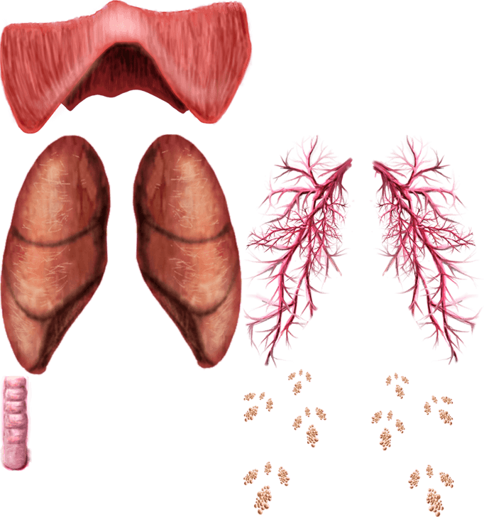 Aparato respiratorio