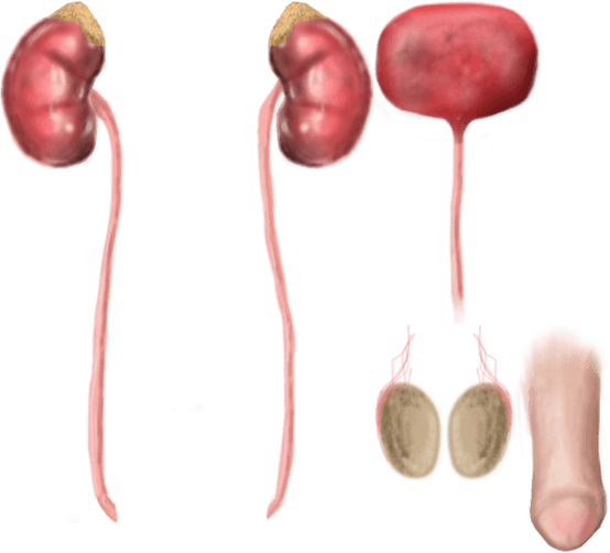 Aparato urogenital masculino