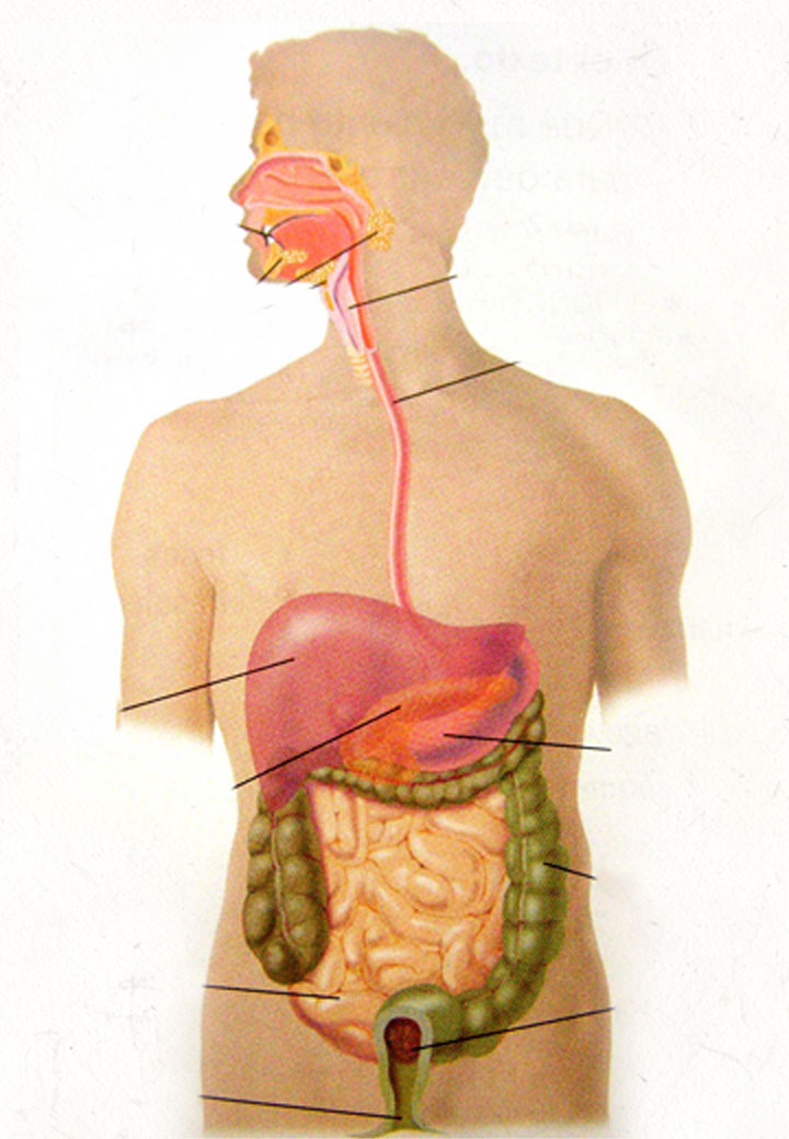 Aparato digestivo